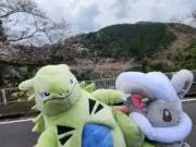 キャミーの画像