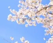 さくらの画像