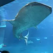 エミリッドの画像