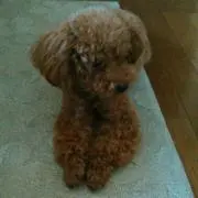 チェリー
