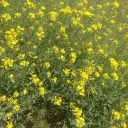 たこさ　値下希望は希望額コメントくださいの画像