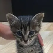 こしあんの画像