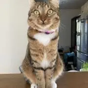 のあの画像