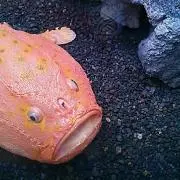 けいの画像