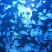 ぽて