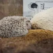 miklooの画像