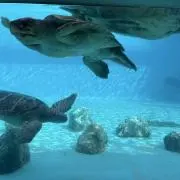 ありんこ
