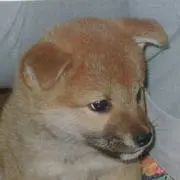 ぽんちゃんの画像