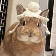 とももんの画像