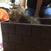 ひまわり