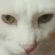 うめこの画像