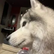 狼男