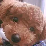 あゆあゆの画像