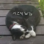 ぺこ٩( 'ω' )وの画像