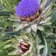 ルーノの画像
