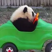 ぴょんこの画像