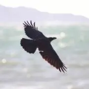 カラス