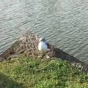 るどの画像