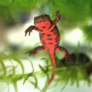 Ⓜ︎の画像