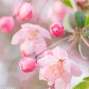 ✿さくら❣️即購入大歓迎❣️古着販売の画像