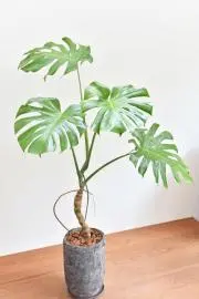 やまーの画像