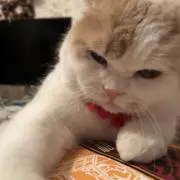 のんのんの画像