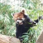 とんの画像