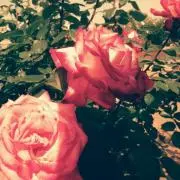 薔薇美