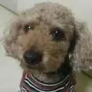☆ちょこいぬの画像