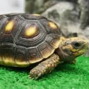 KAME