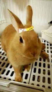 うさ★プロフ必読★無断転載禁止！の画像