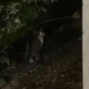Kの画像