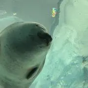 りりりの画像