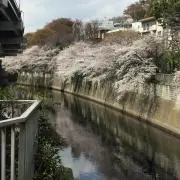 Kriの画像
