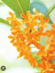 キンモクセイ　※プロフ御一読下さいの画像