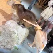 たかし