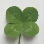 nctzenonlyの画像