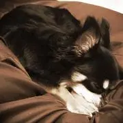 maoの画像