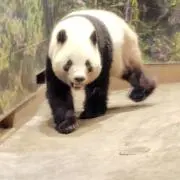 うさ