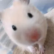 ty