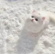 マシュの画像