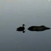 Rの画像