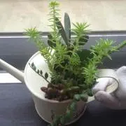 あーちゃん