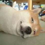 わんころもち