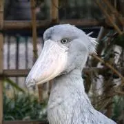 ハシビロコウの画像