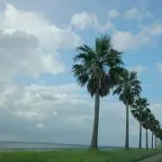 hi6295の画像