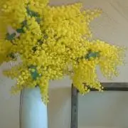 ちょこらーたんの画像