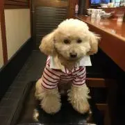 かしか