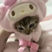 はああんの画像