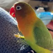 はるきちの画像